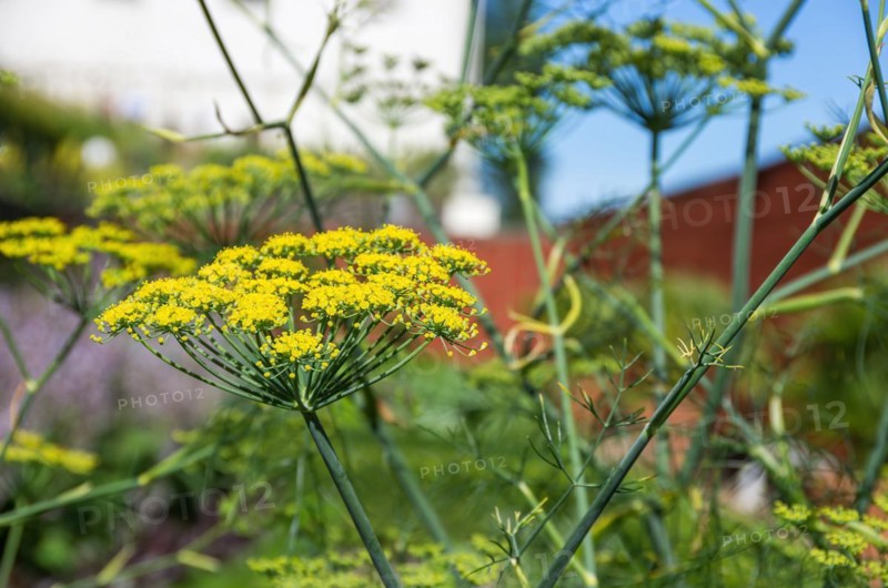 Flowering umbels of dill in a garden in summer