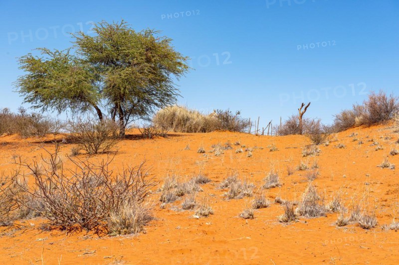 Kalahari