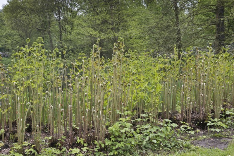 Royal fern