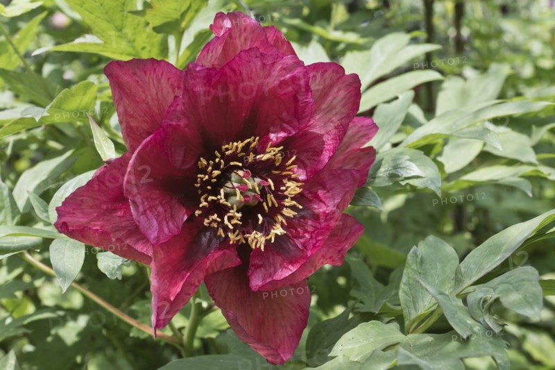 Bush peony