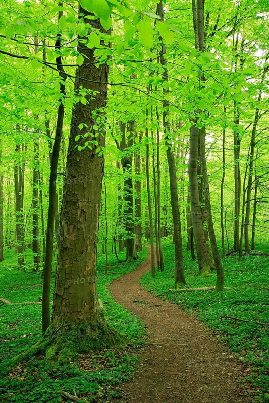 Hiking trail winds through near-natural beech forest in spring
