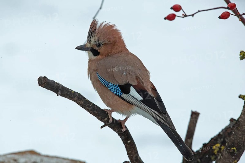 Eurasian Jay sitting on branch with red rosehips seen on the left
