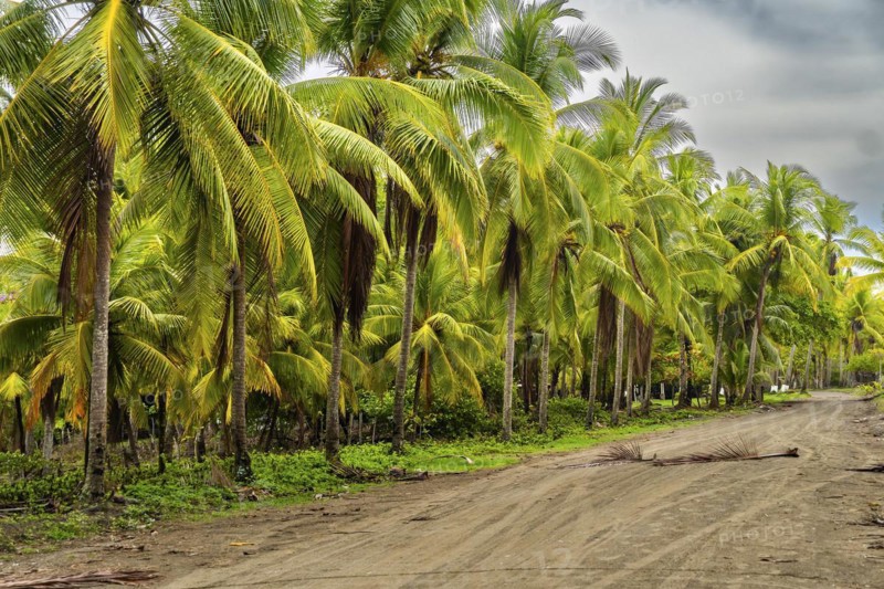Landscape of palm trees in a village of fishermen. Tropical weather
