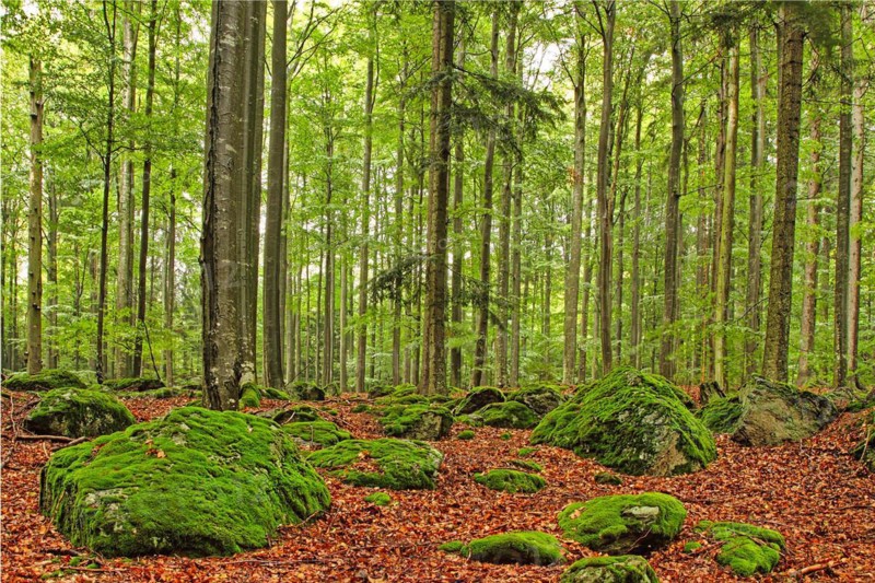 Deciduous forest with rocks