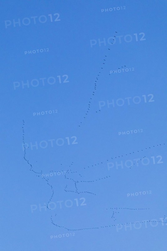 Flock of wild geese in flight