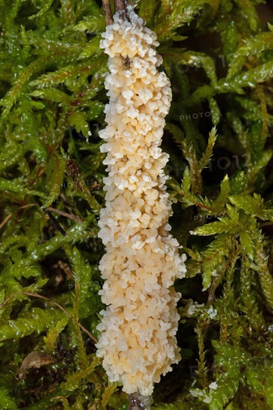 Foam slime mould creamy yellow crusty fruiting body on stalk in front of green moss