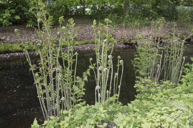 Royal fern