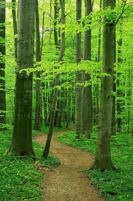Hiking trail winds through near-natural beech forest in spring