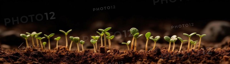 Row of budding sprouts out of moist soil