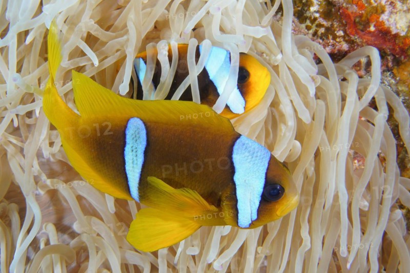 Pair of red sea clownfish