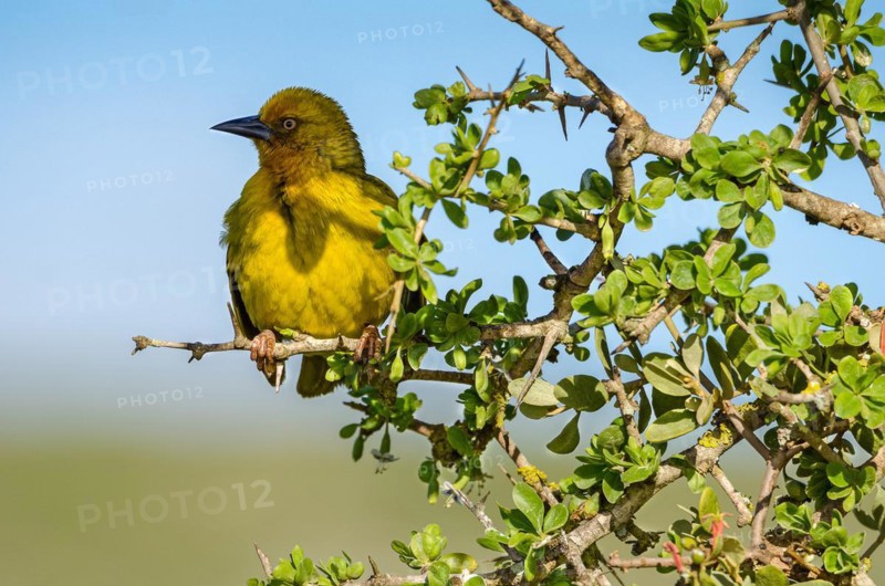 Cape weaver
