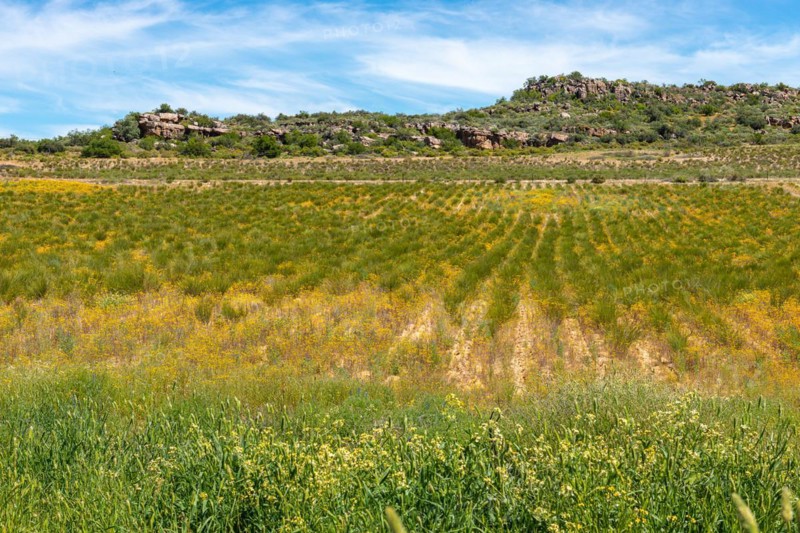 Rooibos Plantation