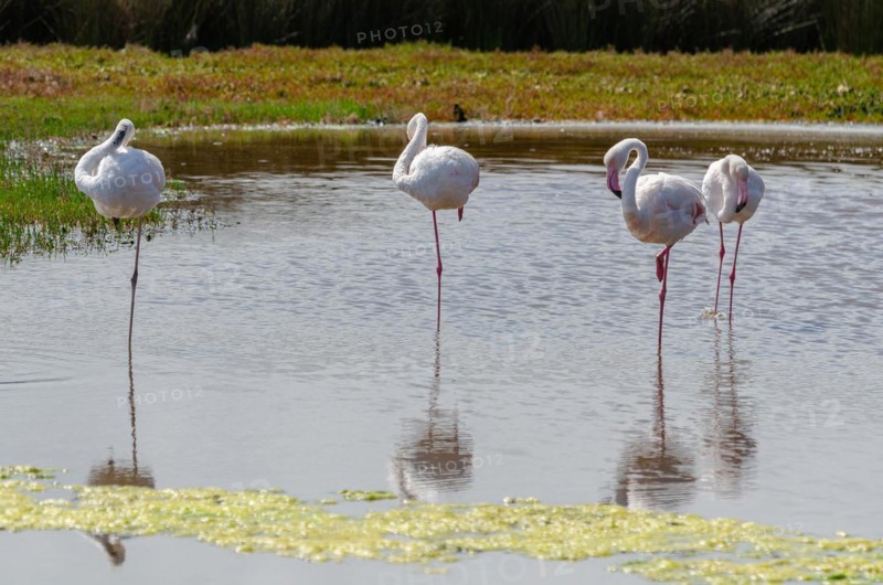 Lesser Flamingos
