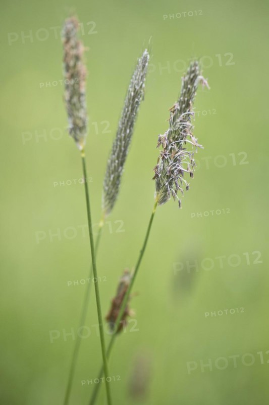 Meadow foxtail