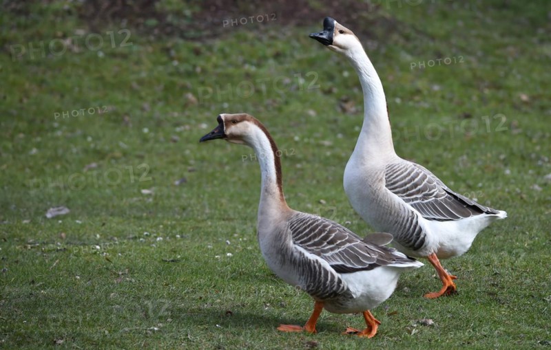 Mute geese