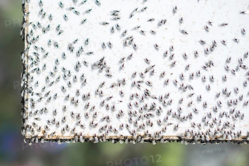A swarm of flying ants gather on a white background