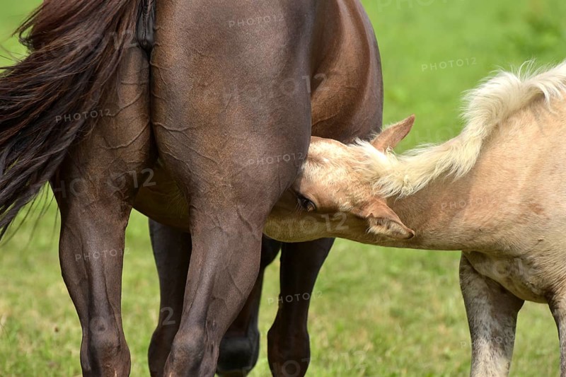 Foal of the Western breed American Quarter Horse sucking on its dam