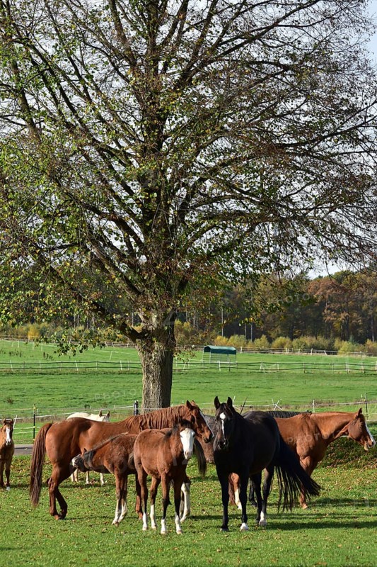 Broodmares and foals of the Western breed American Quarter Horse on pasture