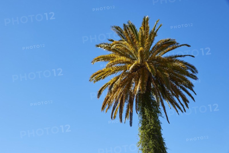 Single palm tree against a blue sky