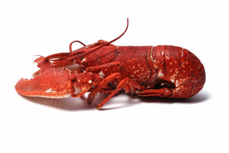 Breton lobster