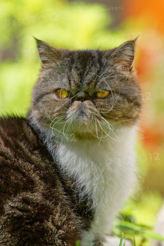 Exotic Shorthair