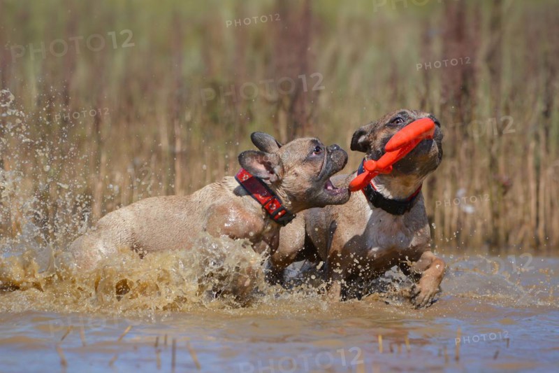 Two dirty brown French Bulldog dogs playing fetch with a toy together in muddy puddle