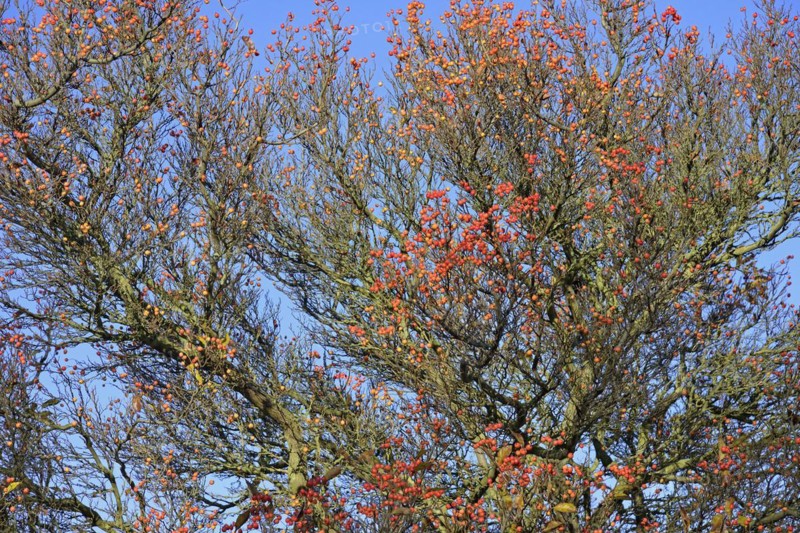 Deciduous tree