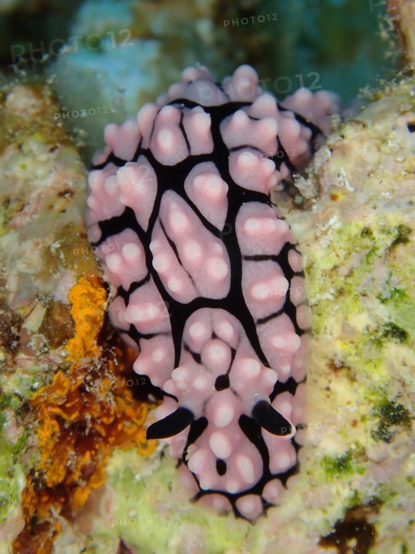 Wart snail