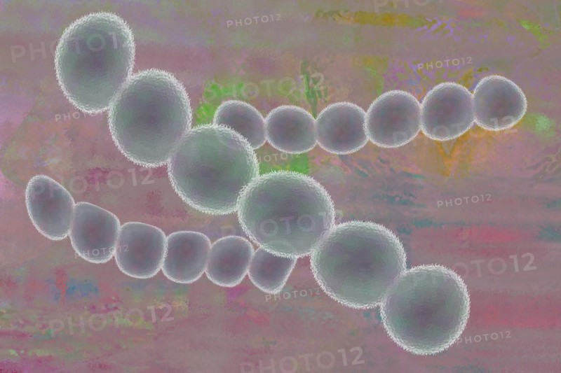 Illustration of streptococci are spherical bacteria that typically arrange themselves in chains or pairs
