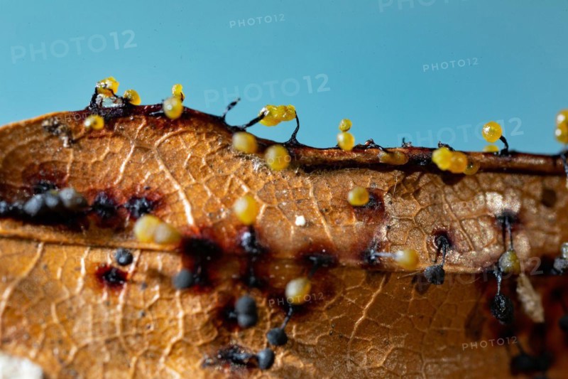 Filamentous fruit slime mould several fruiting bodies next to each other with blue and yellow spherical caps on brown leaves against a blue sky