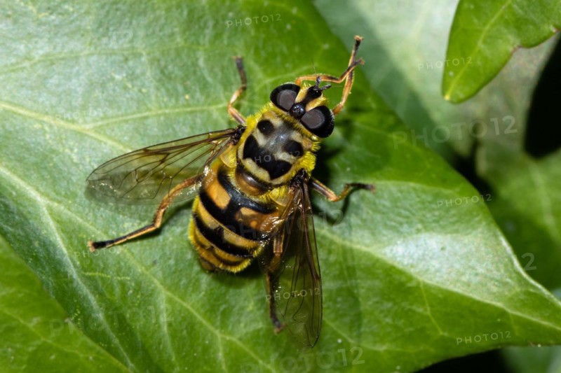Death's head hoverfly sitting on green leaf seen from behind diagonally right