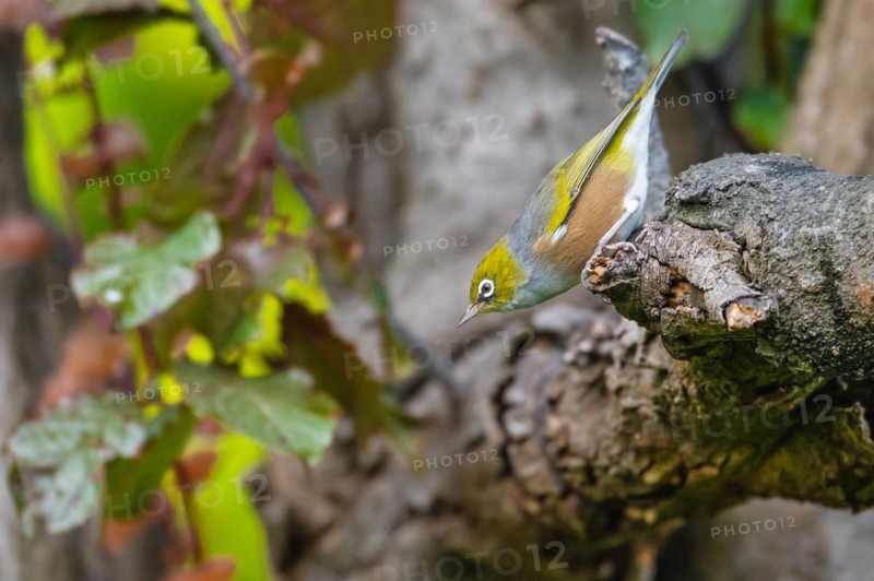 Silvereye