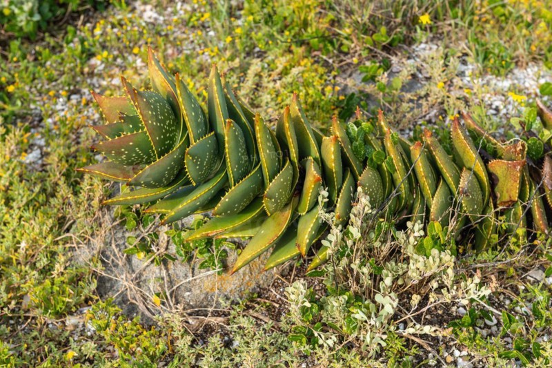 Aloe distans