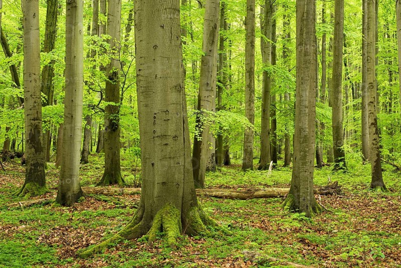 High forest with large old beeches