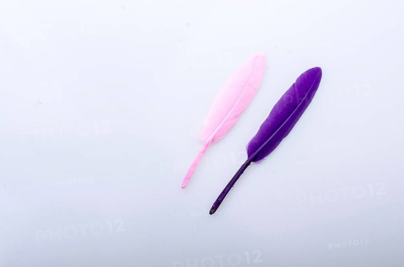Collection of colored decorative feathers placed on white background