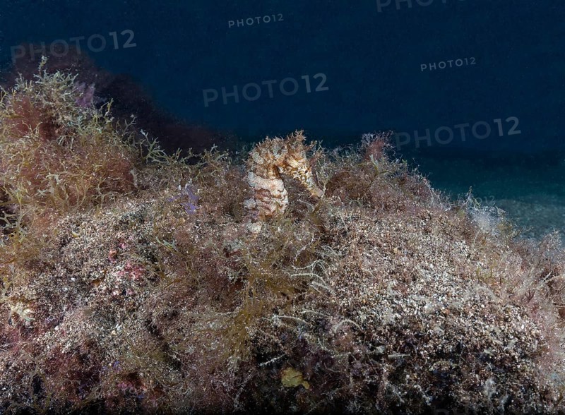 Short-snouted seahorse