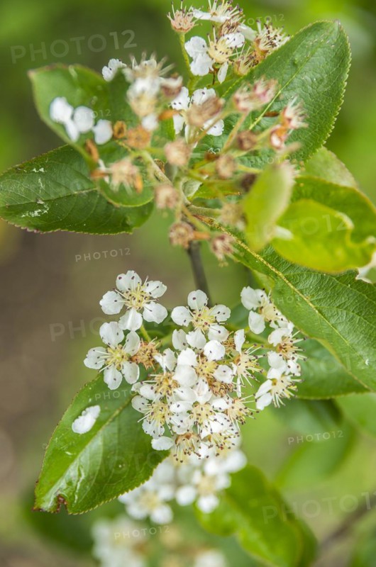 Chokeberry in full bloom and almost withered away