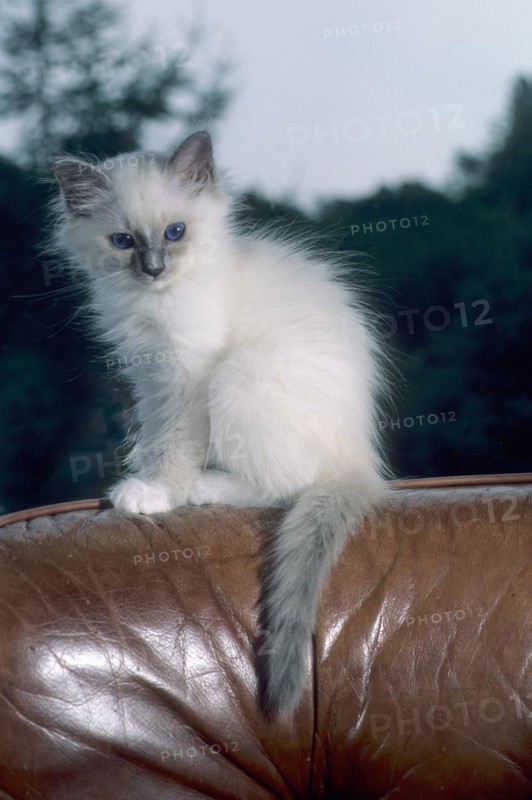 Birman felidae