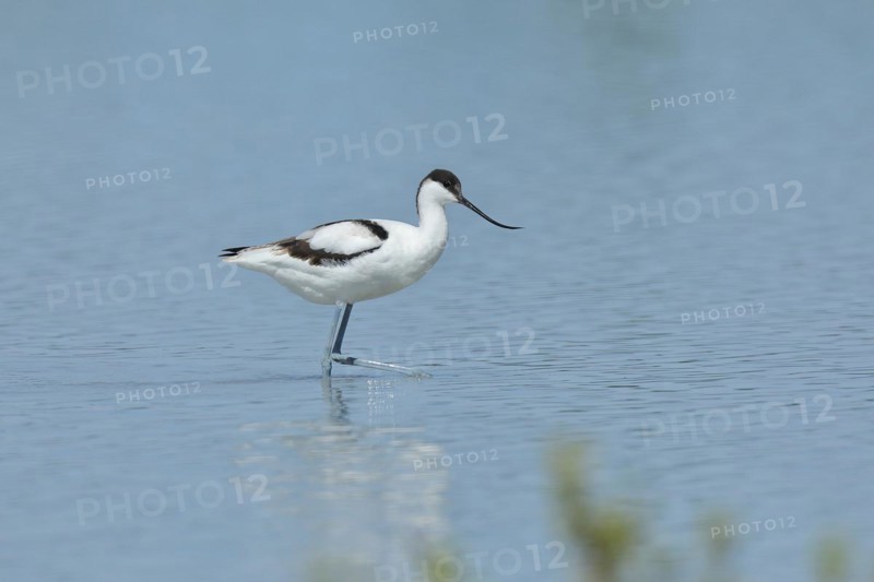 Black-capped avocet