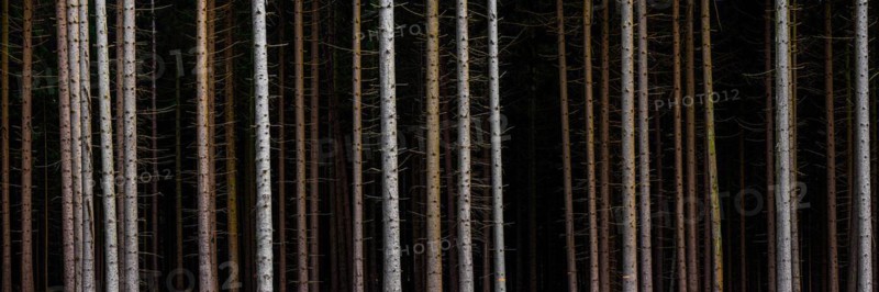 Panorama of trees in front of dark forest