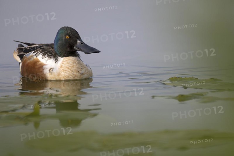 Northern shoveler
