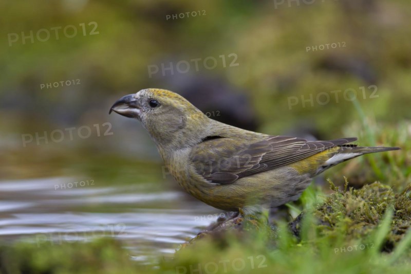 Common crossbill