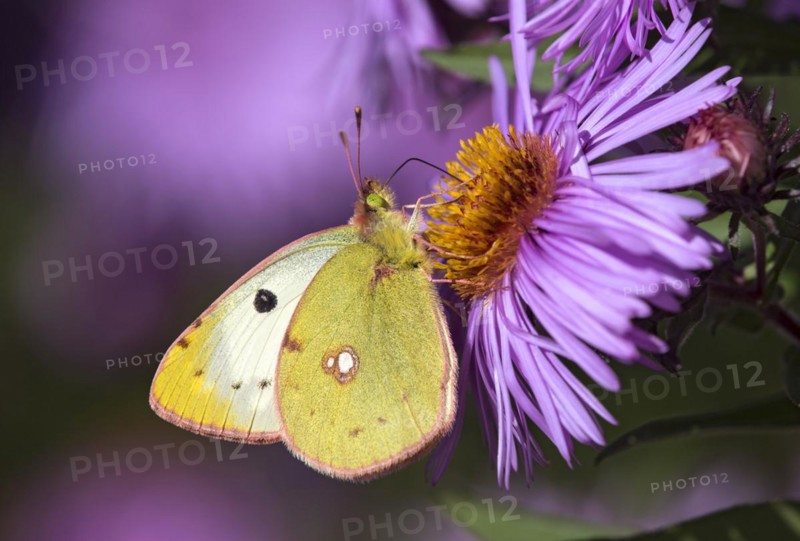 Butterfly mountain clouded yellow