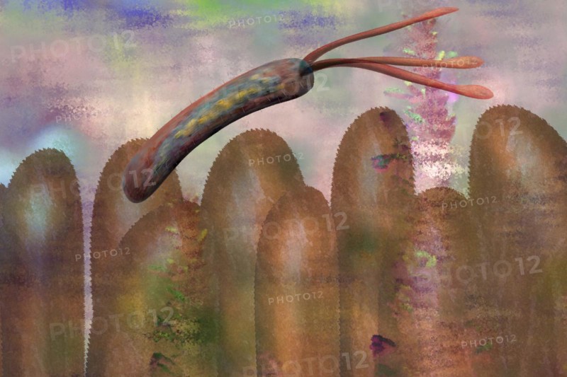 Illustration of bacteria on intestinal villi in the intestine The health-promoting intestinal bacteria produce