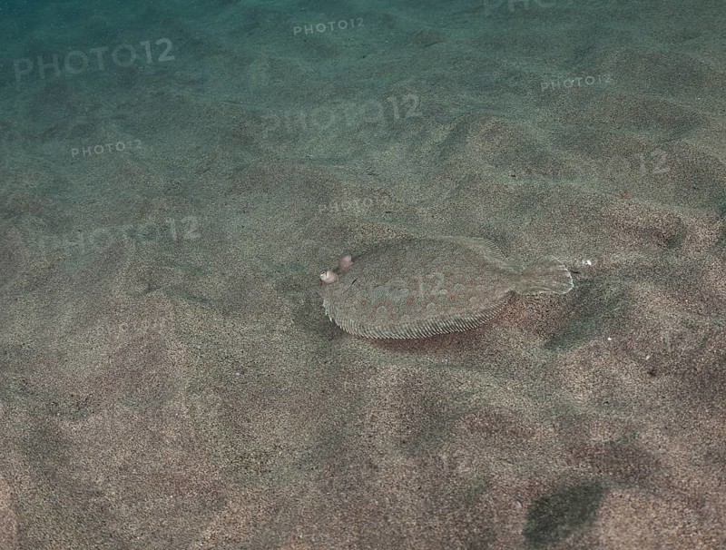 Wide-eyed flounder