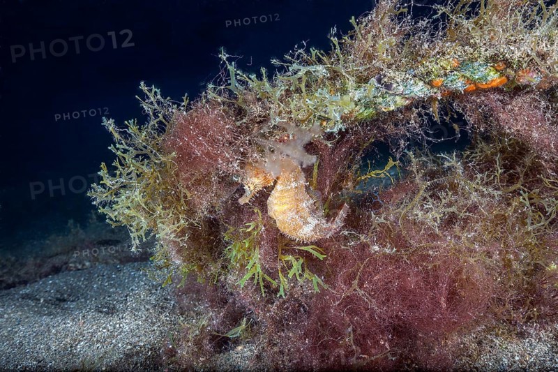 Short-snouted seahorse