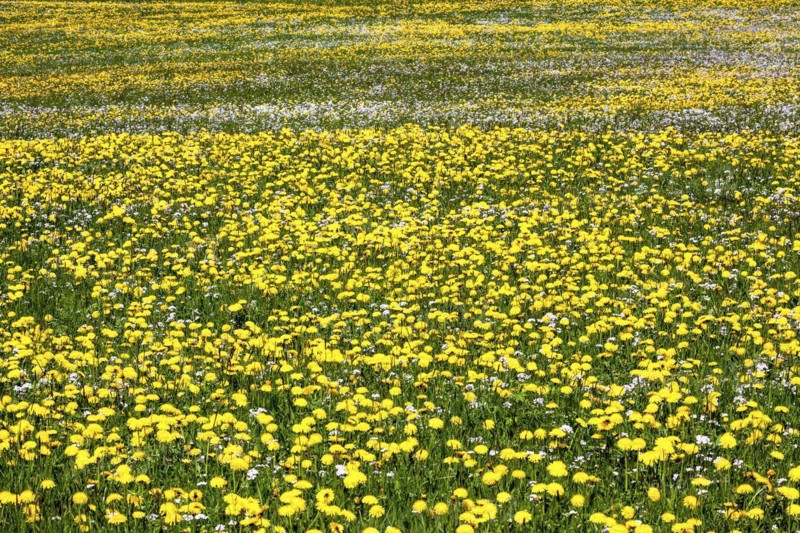 Meadow with flowering common dandelion