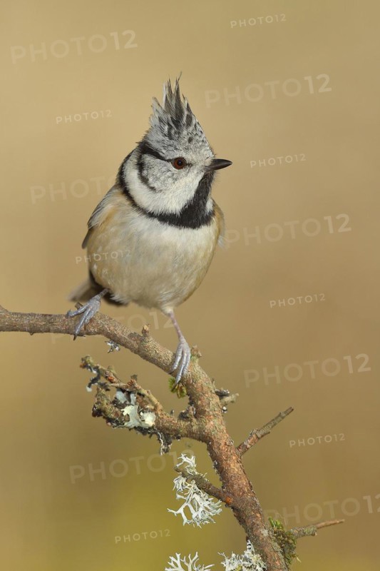 Crested tit