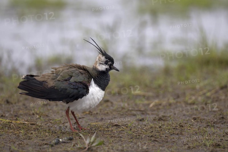 Northern lapwing