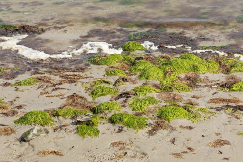 Seaweed